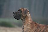 DOGUE ALLEMAND 663